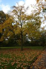 Herbststimmung-25-10-09 012.jpg